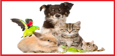 Omega Vet Acil Servis