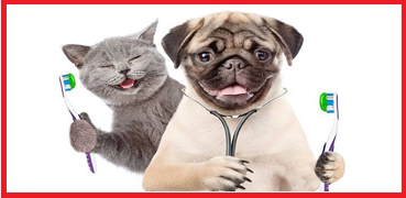 Omega Vet Ağız ve Diş Sağlığı