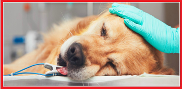 Omega Vet Genel Cerrahi