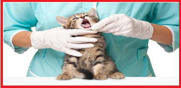 Omega Vet Genel Muayene