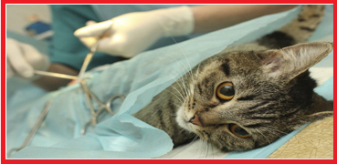 Omega Vet Kısırlaştırma