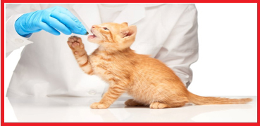 Omega Vet Koruyucu Hekimlik