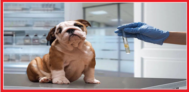 Omega Vet Laboratuvar