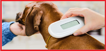 Omega Vet Microchip Uygulaması
