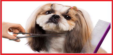 Omega Vet Pet Kuaför