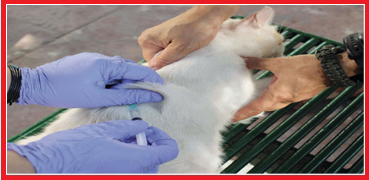 Omega Vet Yerinde Tedavi