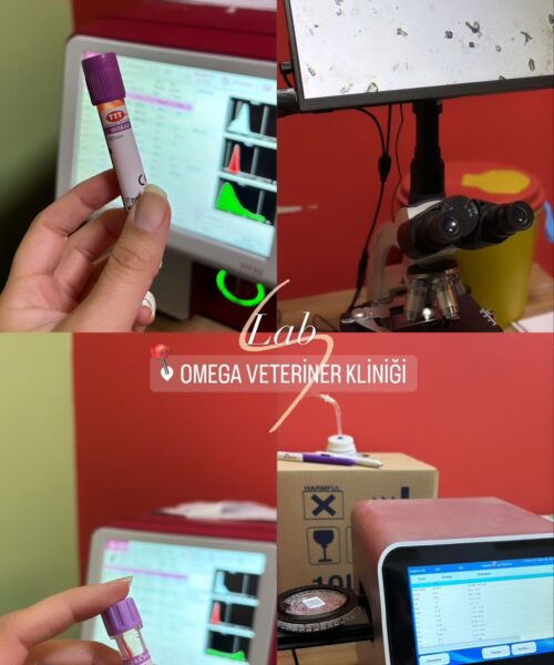 Omega Veteriner (62)