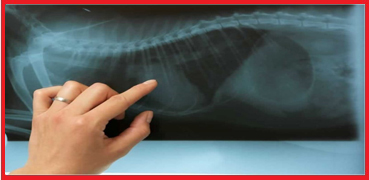 Omega Vett Röntgen Ultrason